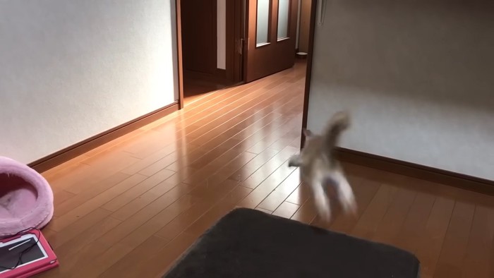 ジャンプする子猫