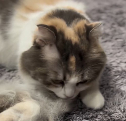 ブラッシングで取れた自分の毛の匂いを嗅ぐ猫