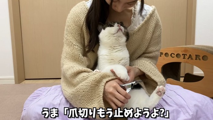 見上げる猫