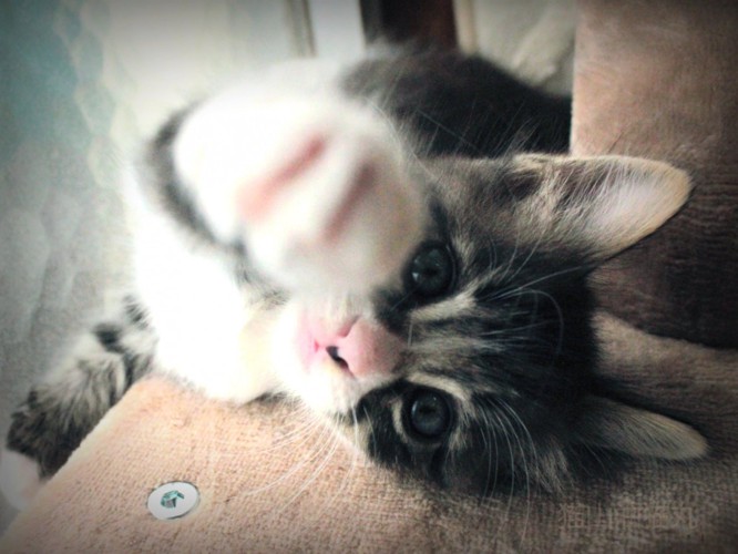 空に向かって右手を突き出す子猫