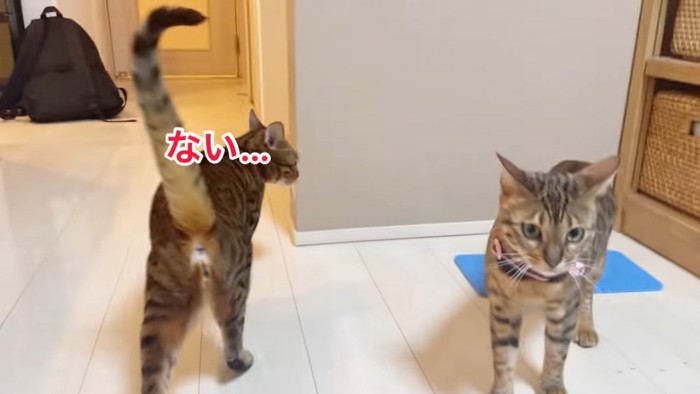 横を見る猫の後ろ姿