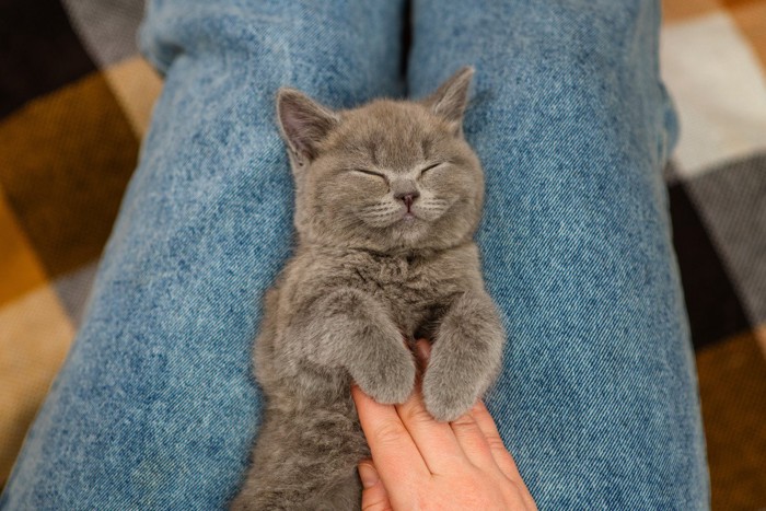 猫をなでる手
