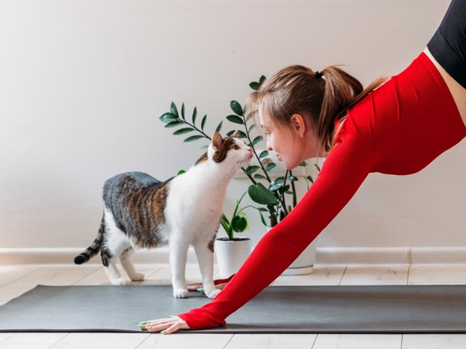 猫とヨガをする女性