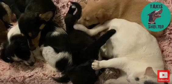 子犬の顔を押さえつける猫