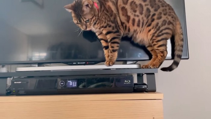 テレビの前に立つ猫