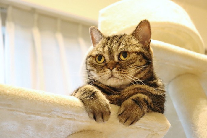 困った顔の猫