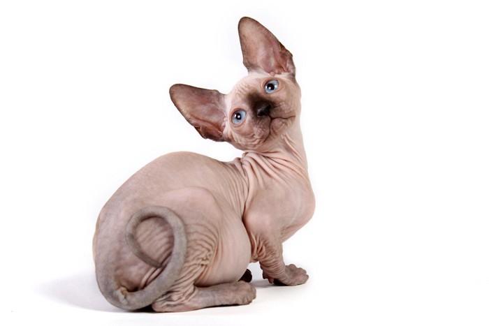 子猫のスフィンクス