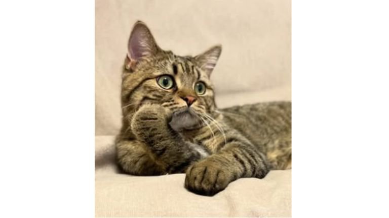 くつろいでいた猫