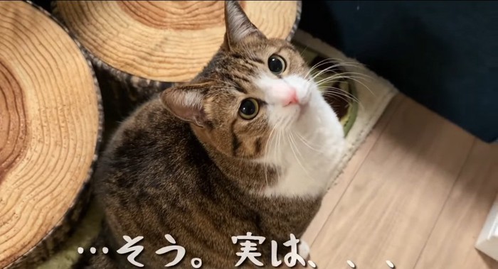 見つめる猫