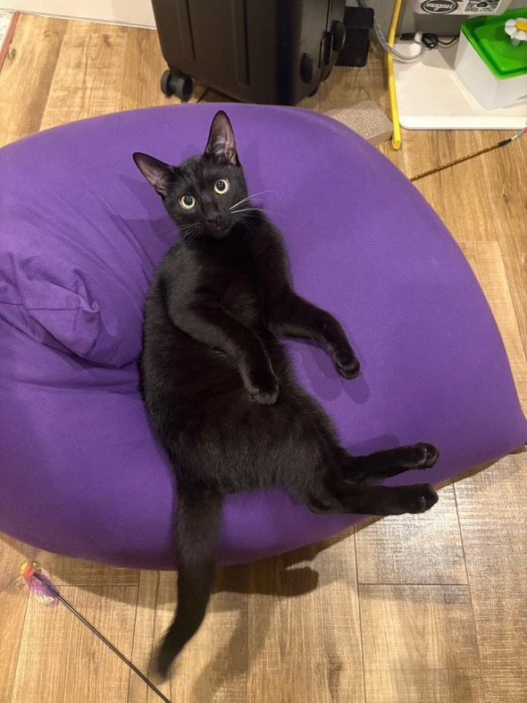 室内にいる猫