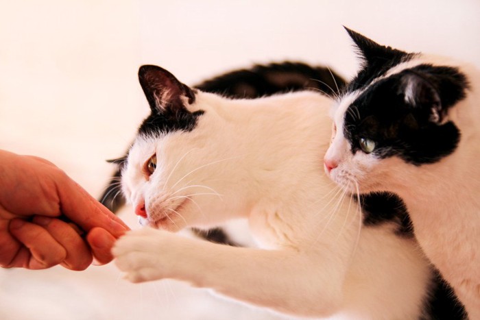 差し出した人の手を見る2匹の猫