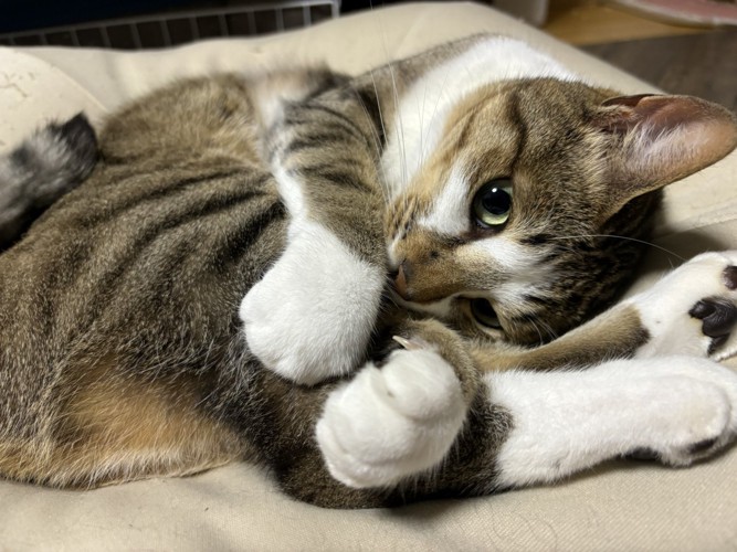 体を曲げてリラックスしている猫