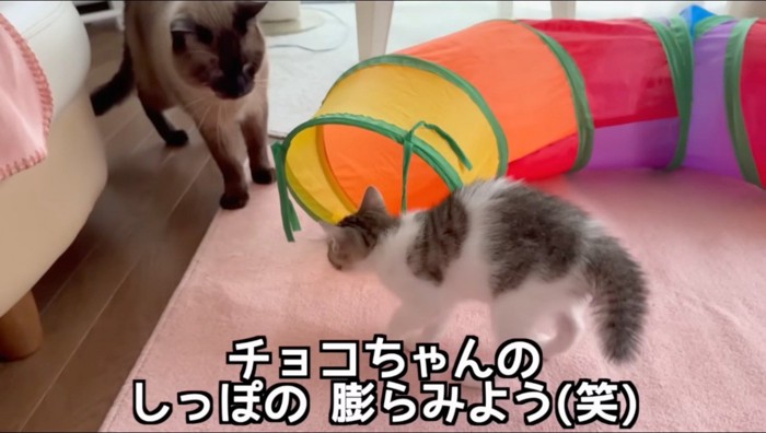 先住猫を見てしっぽを膨らませる子猫