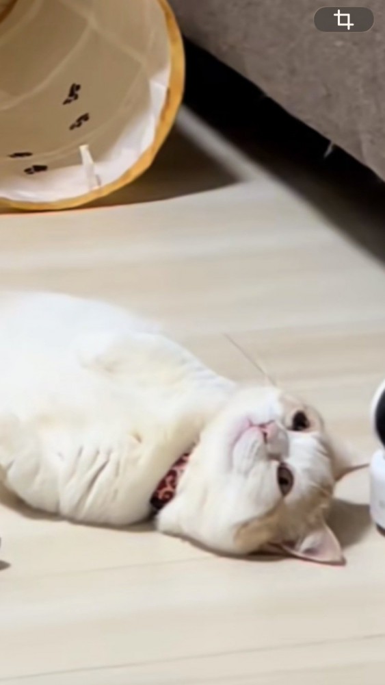 床暖房に寝転がるマンチカン