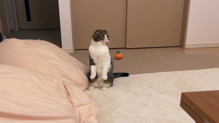 スコ立ち