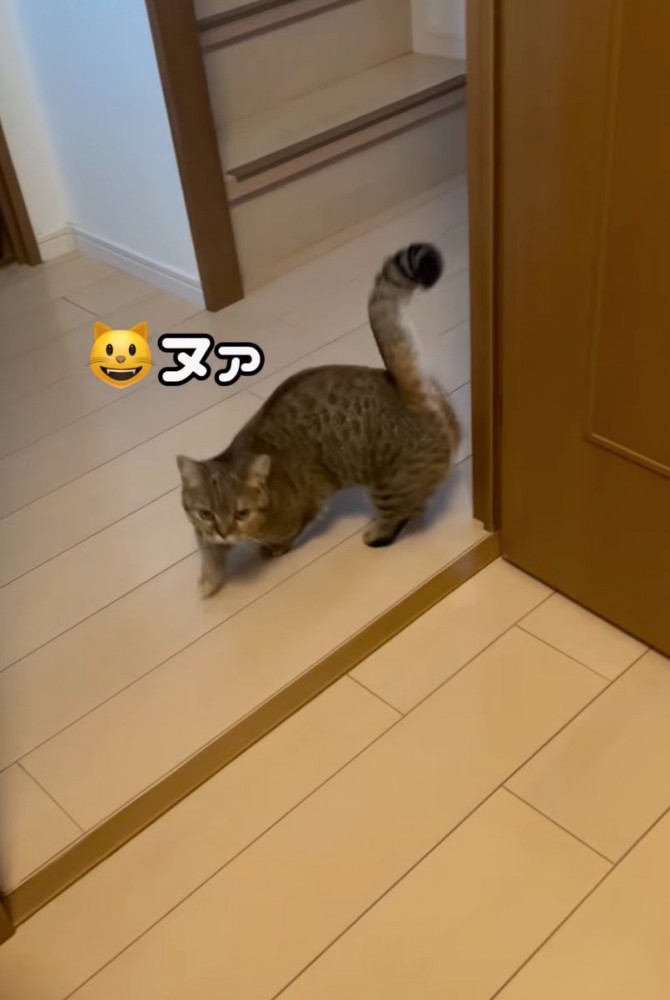 近づいてくる猫