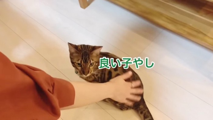 背中をなでられている猫