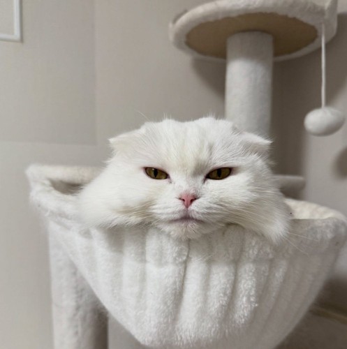 ハンモックにいる猫(正面)