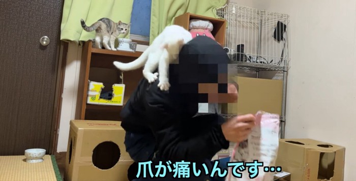 猫の爪が体に当たって痛がる飼い主