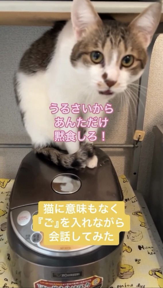 にらみつける猫