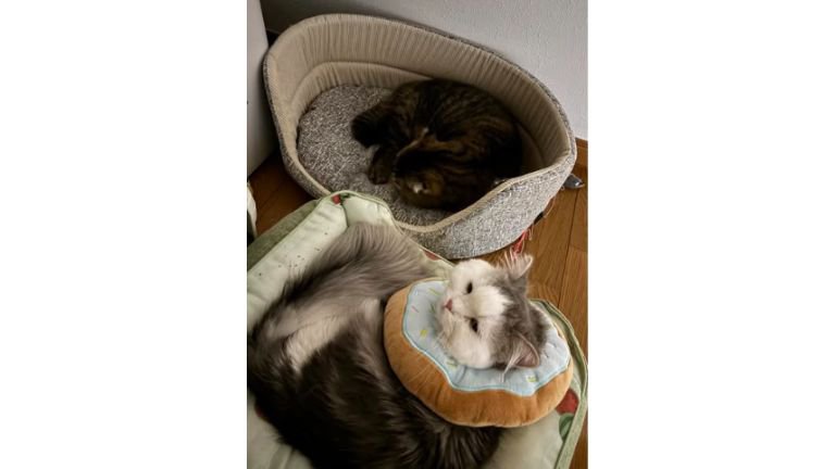寝ている猫たち