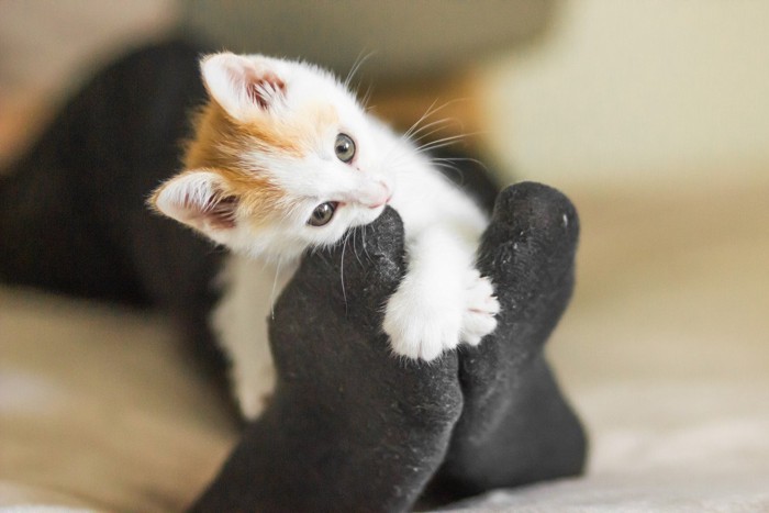 足に噛みつく子猫