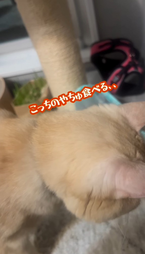 下を向いている猫