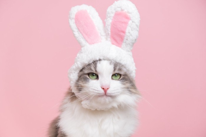 うさ耳の猫