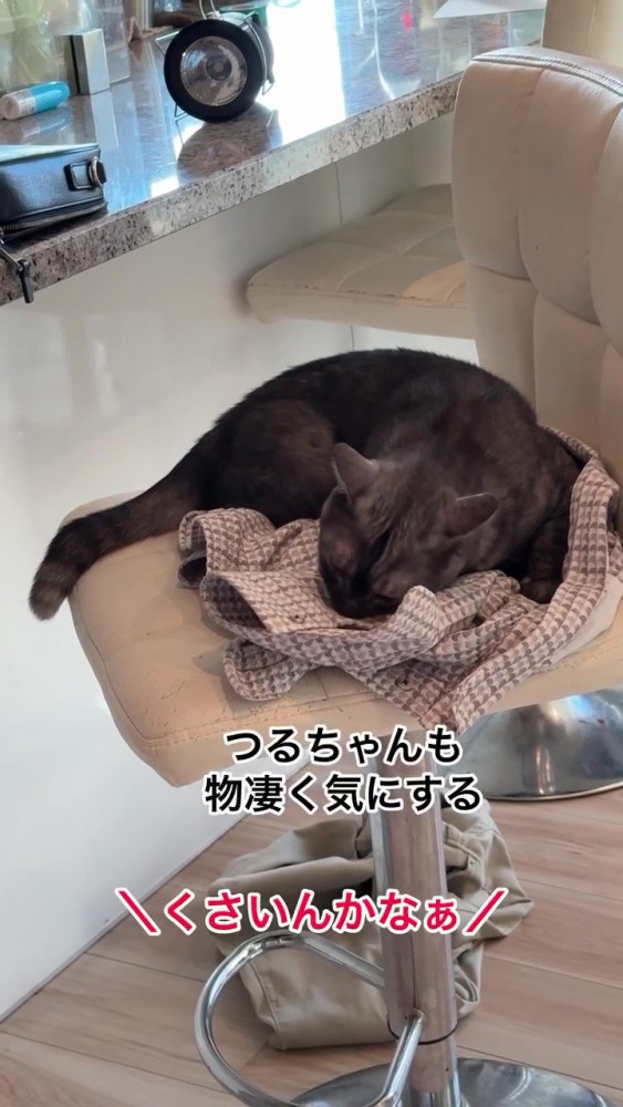 椅子の上でうずくまる猫