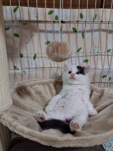 おっさん座りする子猫