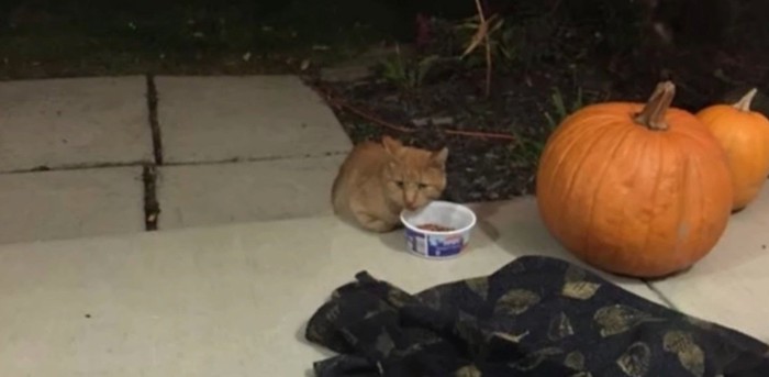 屋外のハロウィンの飾りと猫