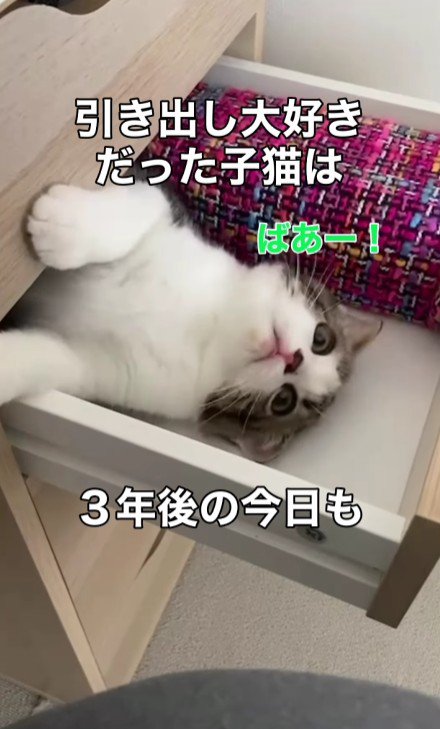 引き出しに入る猫