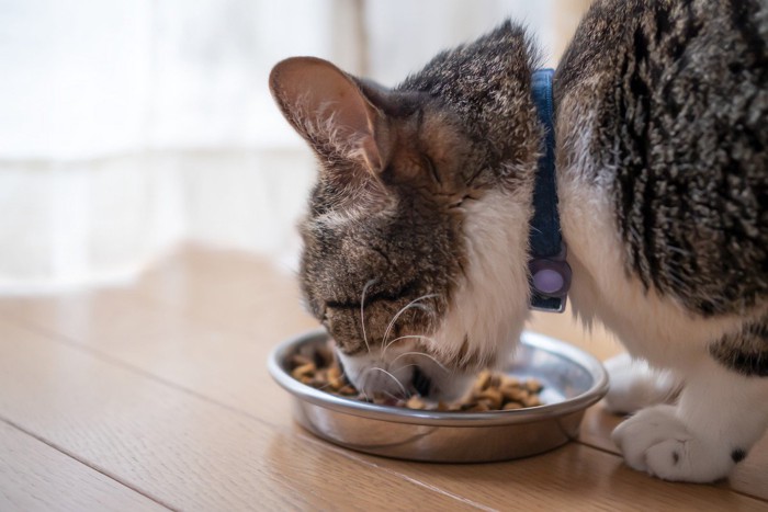 部屋で食事中の猫