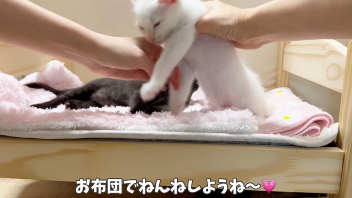 ママさんが子猫を布団の中に移動