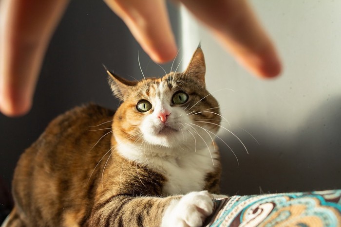 飼い主に叱られる？猫