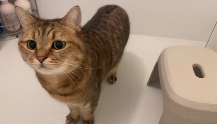 見つめる猫