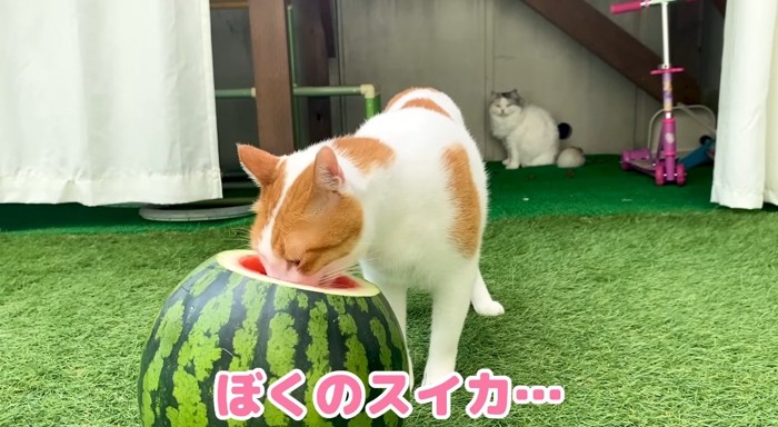 スイカを食べる猫