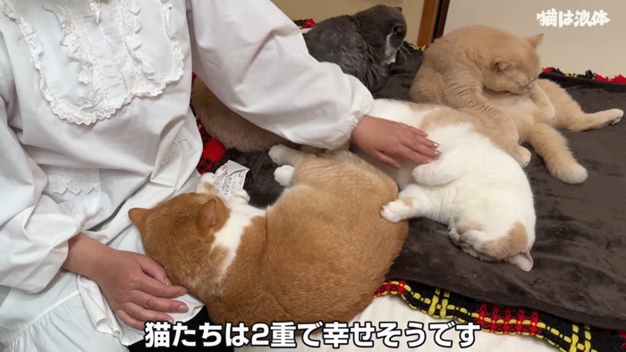 なでられる猫と集まる猫たち