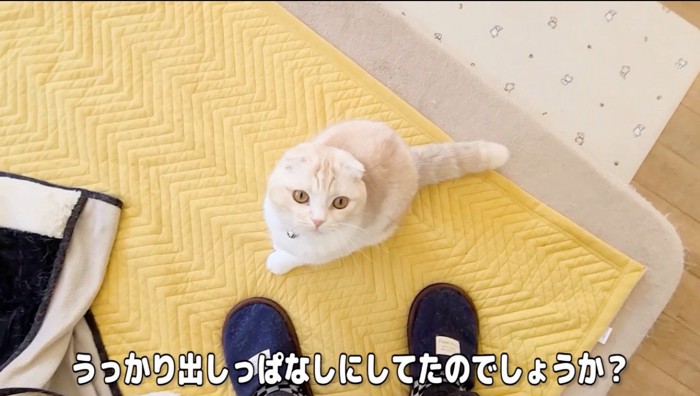 飼い主が持っているかつおだしの袋を見つめる猫