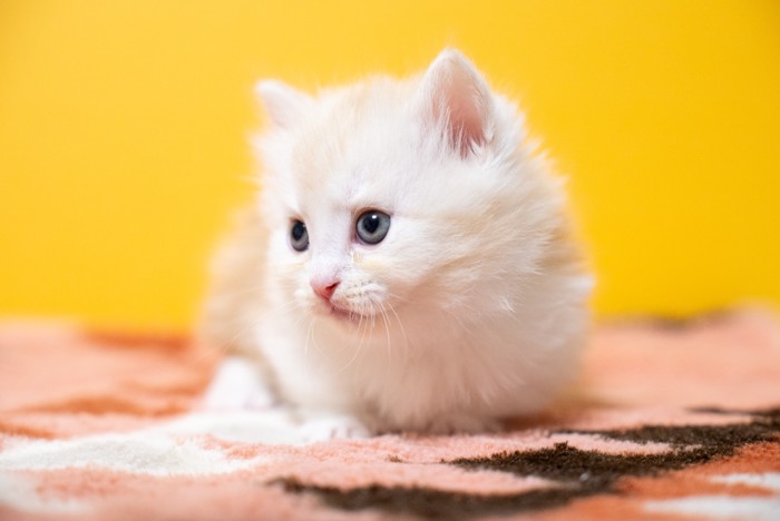 ミヌエットの子猫