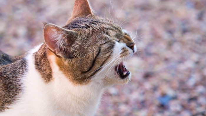 大声で鳴く猫