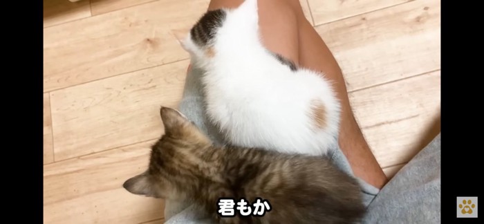 膝の上に乗ってきた猫