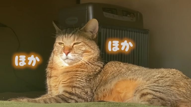 日向ぼっこしている猫