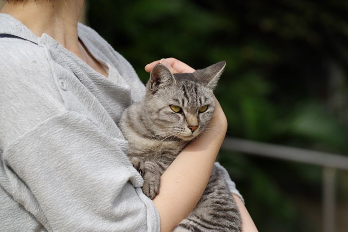 抱っこされる猫