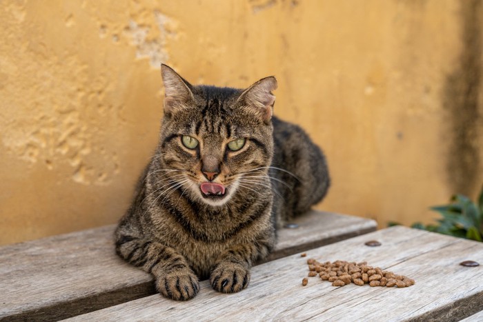 ご飯を食べる猫