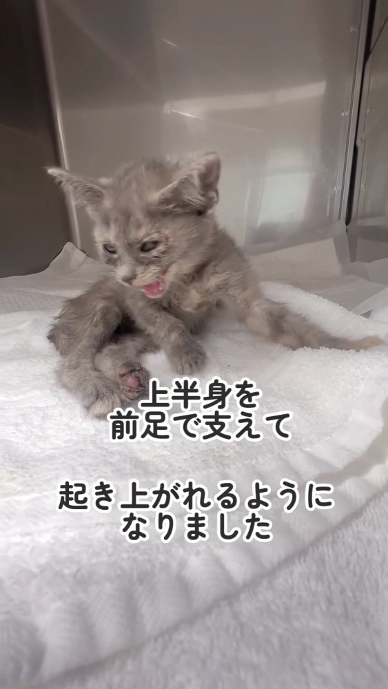 起き上がる猫