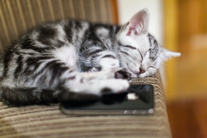 スマホの上で眠っている子猫