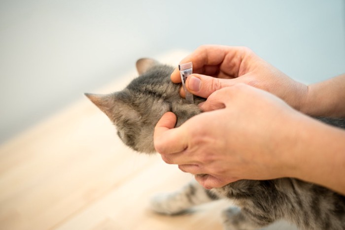 スポット駆除薬を滴下される猫