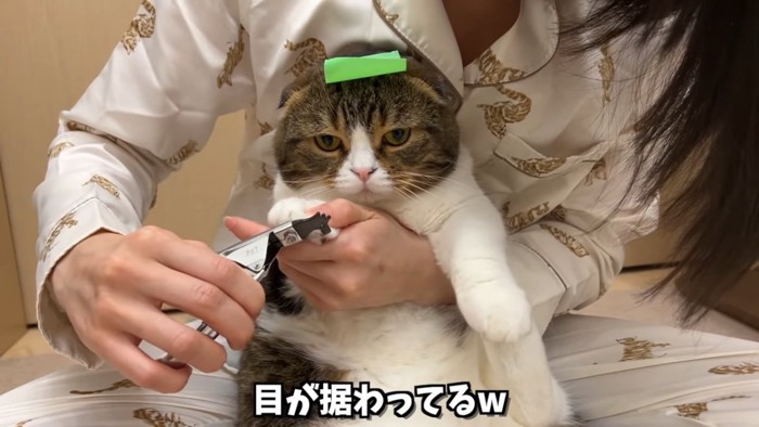 爪切り中の猫