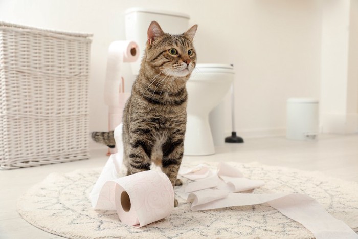 人用のトイレとトイレットペーパーと猫